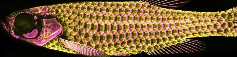 The ancient armor of fish -- scales -- provide clues to hair, feather development