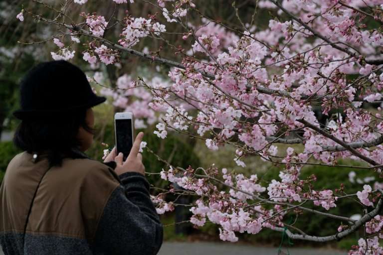 The appearance of cherry blossoms is hotly anticipated each year, with forecasters publishing updated maps weeks in advance