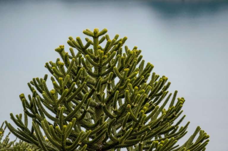 The araucaria araucana Chilean pine tree is seen as sacred by several local tribes