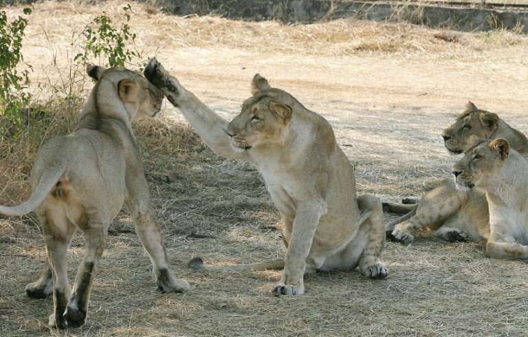 The Asiatic lion population has come under threat due to hunting and human encroachment on its habitat