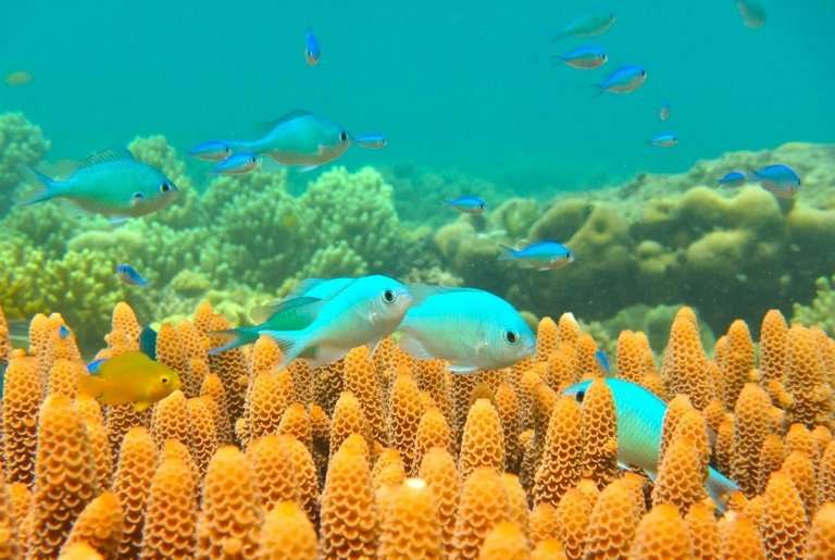 The Australian government is offering funding to research ways to protect the Great Barrier Reef after repeated bleaching episod
