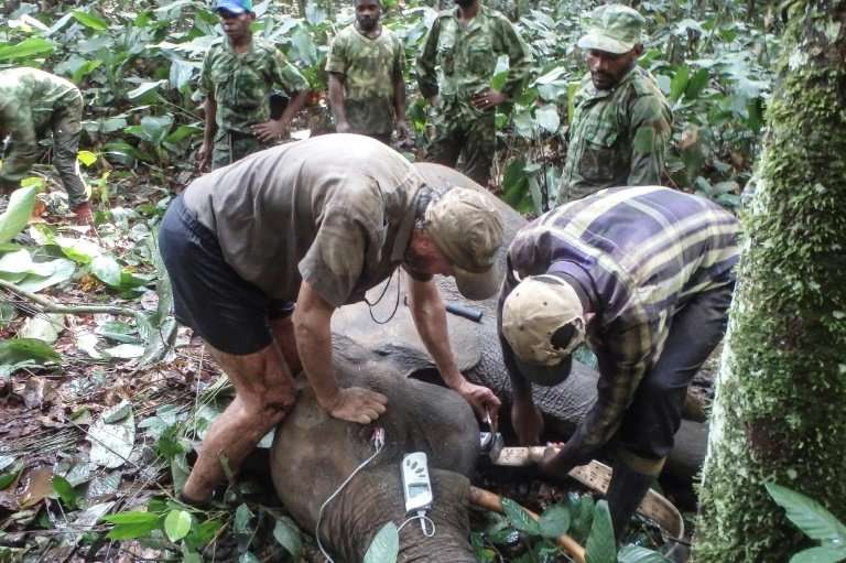 The authorities are waging virtual war on the lucrative ivory trade and the poachers who come from neighbouring Cameroon and Con