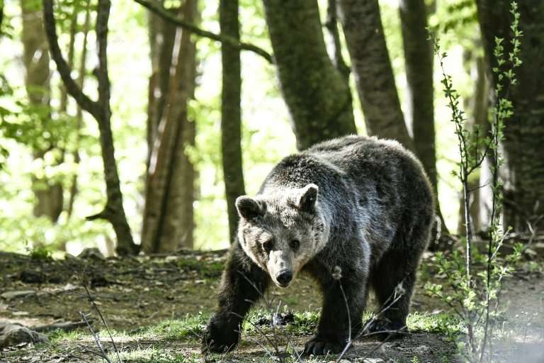 The bears live in five hectares of beech forest on the mountain, donated by the local municipality