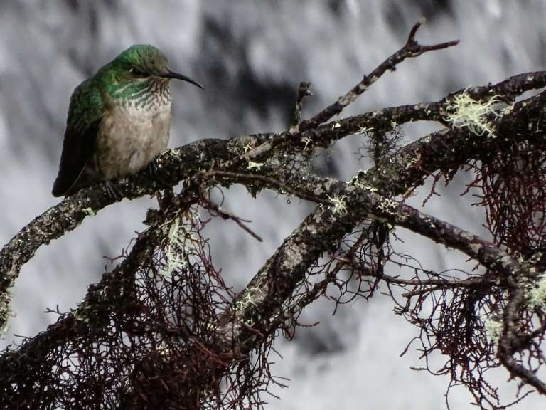 The bird braves cold temperatures in a small highland area of Ecuador