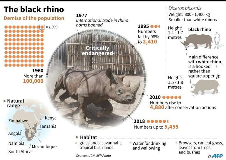 The black rhino