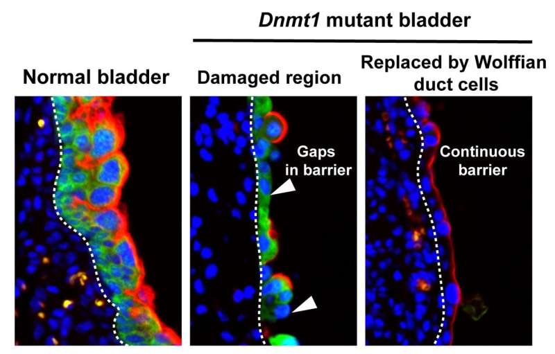 The bladder can regenerate like nobody’s business and now we know why
