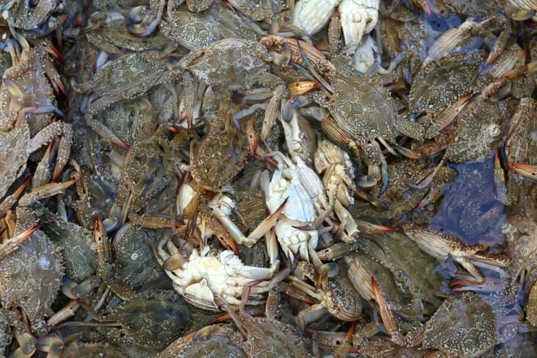 The blue crab was once a native of the Red Sea but first showed up in the Gulf of Gabes off Tunisia's coast in 2014