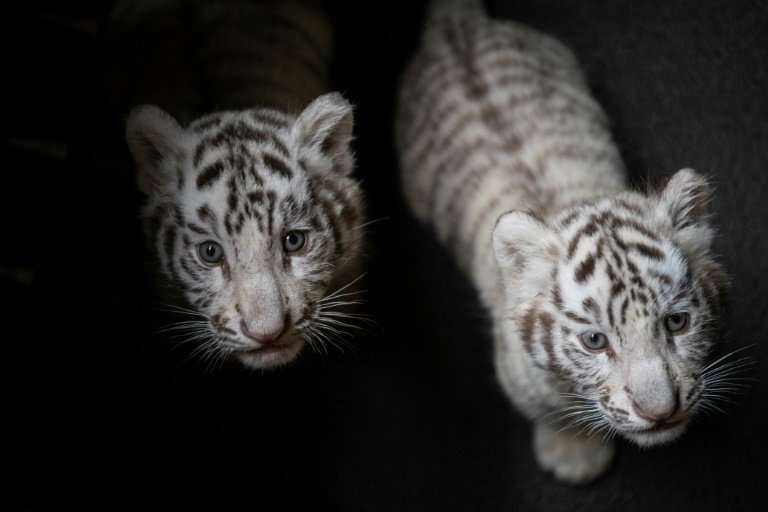 The blue-eyed rare triplet cubs were born nearly three months ago at the Yunnan Wildlife Zoo