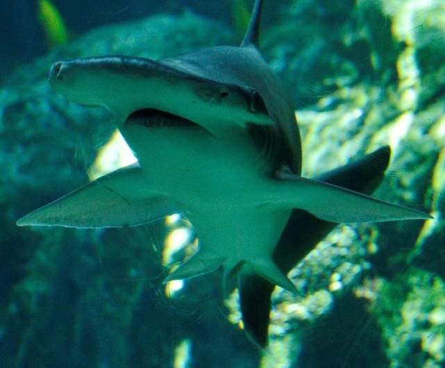 The bonnethead follows an omnivorous diet in which seagrass plays a key, nutritional role.