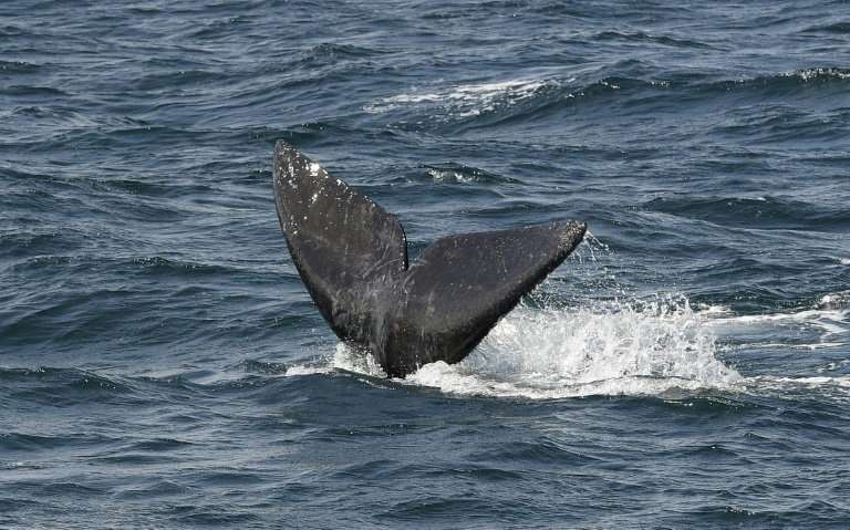 The Bureau of Ocean and Energy Management issued a report that found airgun blasts could injure as many as 138,000 marine mammal