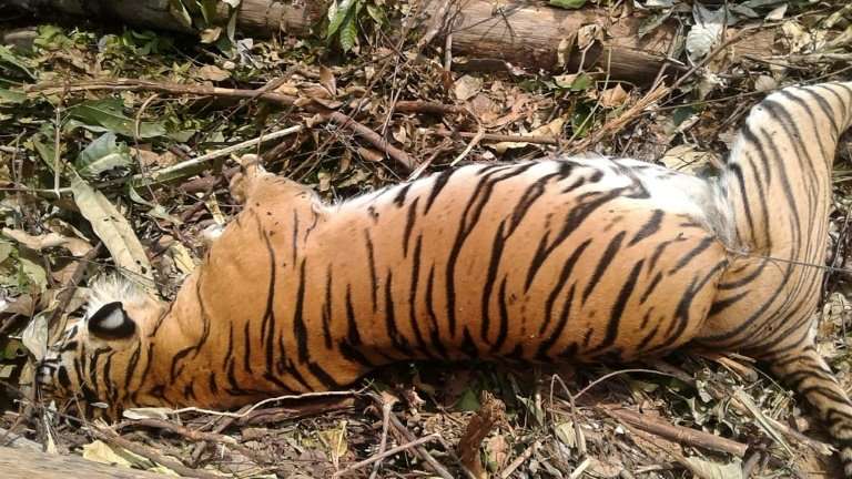 The carcass of a critically endangered Sumatran tiger which died after being caught in a pig trap near Pekanbaru on the island o