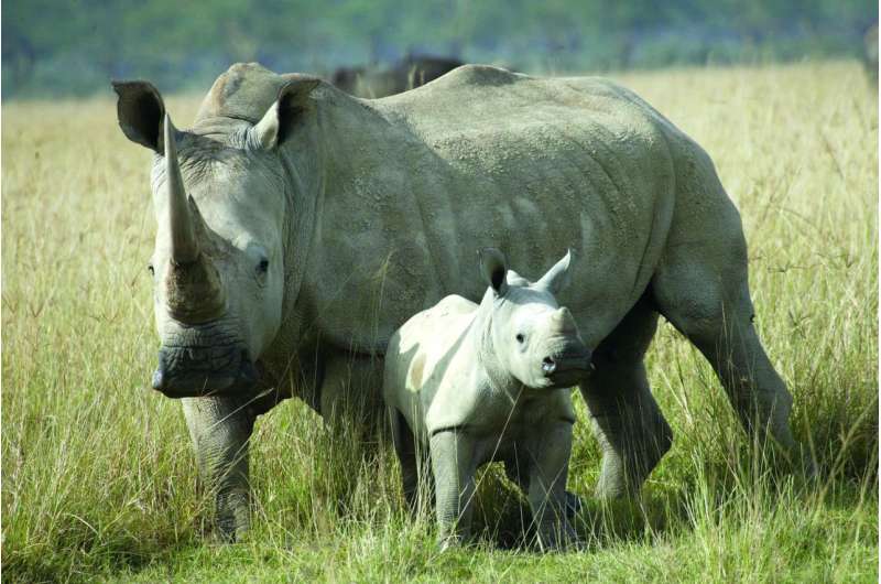rhino trial