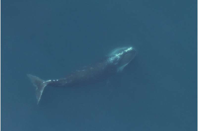 The changing voices of North Atlantic right whales