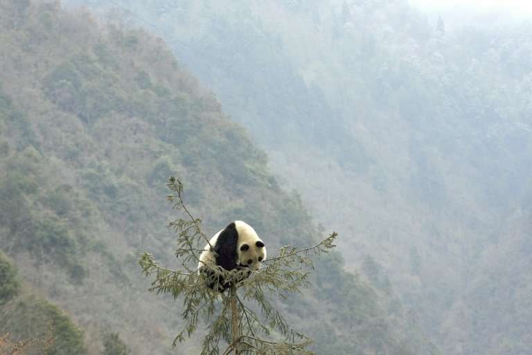 The Chinese park plans are aimed at enabling wild pandas that are currently isolated in several different areas of Sichuan, Shaa