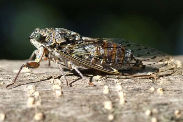 The cicada, a symbol of France's southeastern area of Provence, is proving too loud for tourists—several have complained to the 
