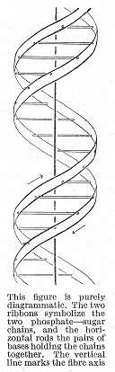 The convoluted history of the double-helix