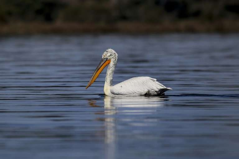 The Dalmatian pelican (Pelecanus crispus) is on the International Union for Conservation of Nature red list of threatened specie