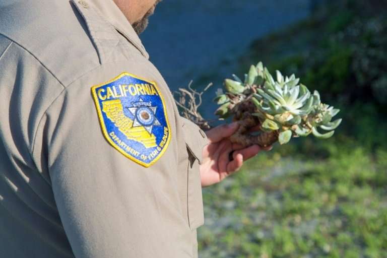 The Dudleya plant, such as this one shown by a California Department of Fish and Wildlife officer, is said to be highly prized i