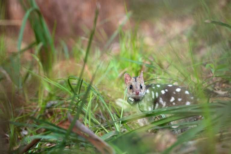 The eastern quoll has been re-introduced to the east coast of Australia after a 15-year project to bring feral predators in one 