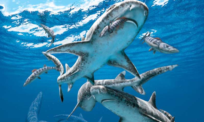 The end-Cretaceous extinction unleashed modern shark diversity