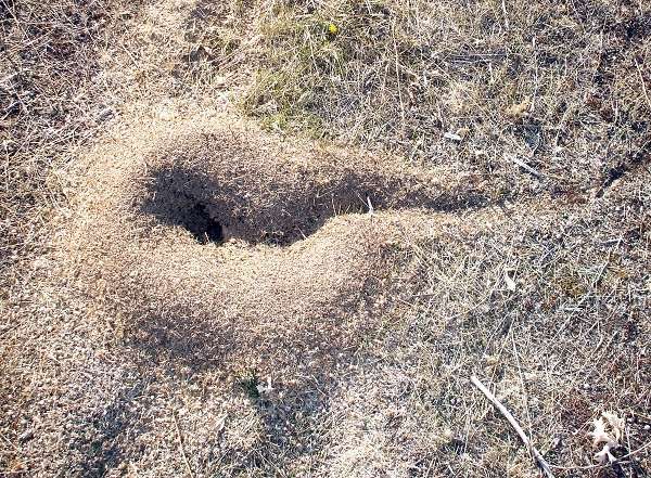 The engineering work of ants can influence paleoclimatic studies