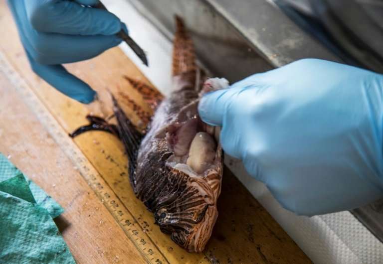 The entrails of the dissected fish are analysed to determine their favourite Mediterranean prey