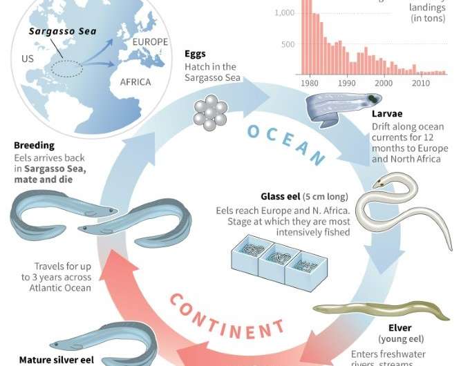 The epic life cycle of the European eel