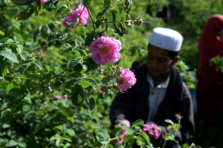 The farmers grow a variety known as Damask roses, which were brought from Bulgaria by the Germans but are endemic to Afghanistan