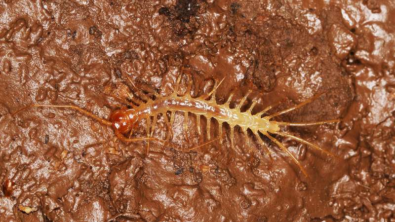 The first cave-dwelling centipede from southern China