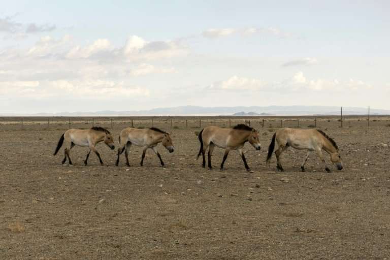 The four Przewalski's horses are set to join wild herds in Takhin Tal, their Mongolian original homeland, where 220 of the speci