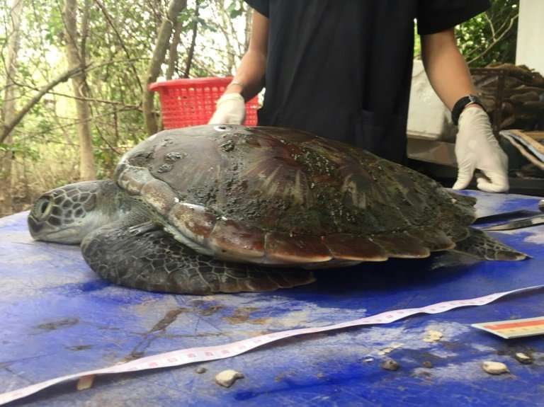 The green turtle washed up on a beach in Chanthaburi province on June 4 and died two days later