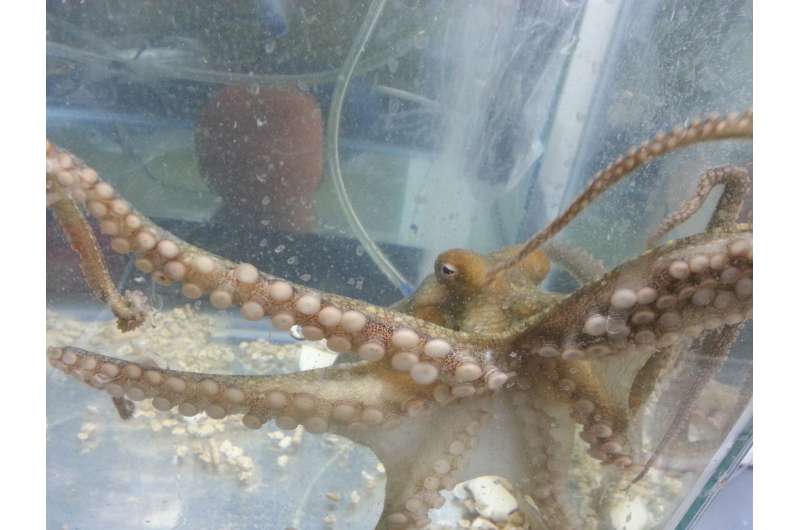 The grim, final days of a mother octopus