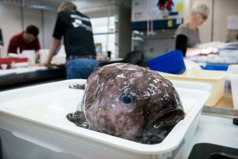 The haul includes blob fishes, seen here, which are cousins of Mr Blobby, who was voted the world's ugliest animal in 2013 by th