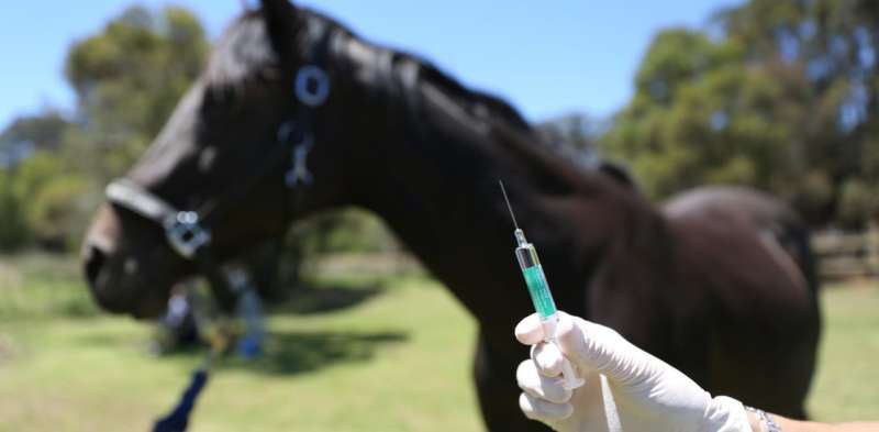 The Hendra vaccine has no effect on racehorse performance
