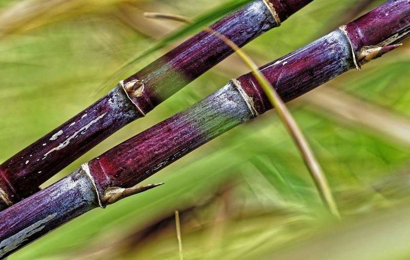 The highly complex sugarcane genome has finally been sequenced