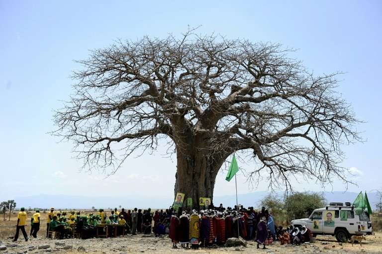 The iconic tree can live to be 3,000 years old and one in Zimbabwe is so large that up to 40 people can shelter inside its trunk