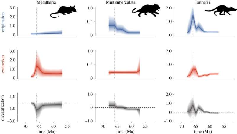 The idiosyncratic mammalian diversification after extinction of the dinosaurs