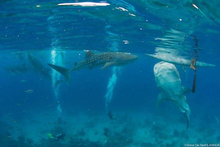 The impacts of whale shark mass tourism on the coral reefs in the Philippines