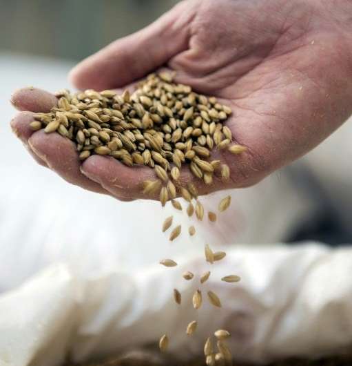 The law restricts Scotch ingredients to barley, water and yeast aged in oak casks