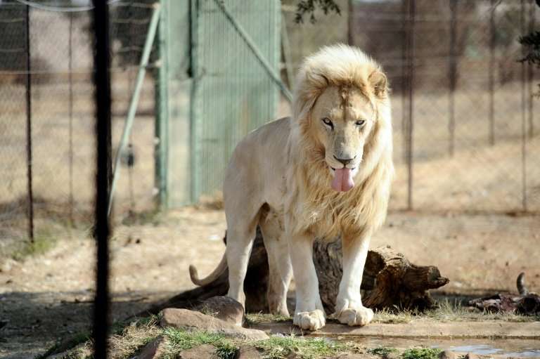 -The lion breeding industry has warned that thousands of jobs would be lost if South Africa's parliament ends their commerical o
