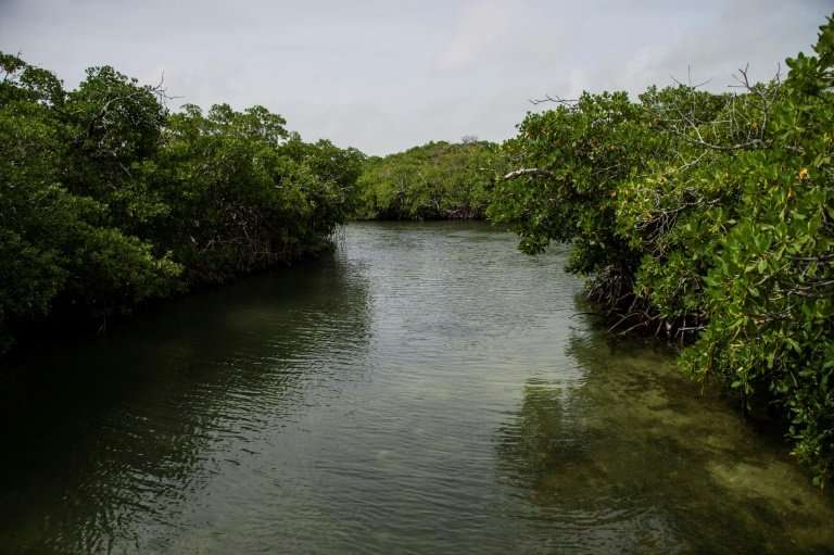 The mangroves help protect the reef and serve as a breeding ground for many of the hundreds of fish species that inhabit the are
