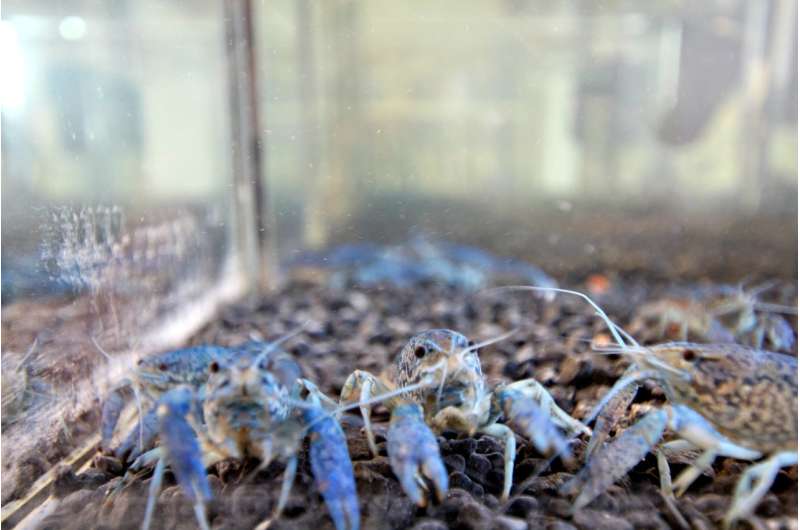 The marbled crayfish have established themselves in Narva power plant