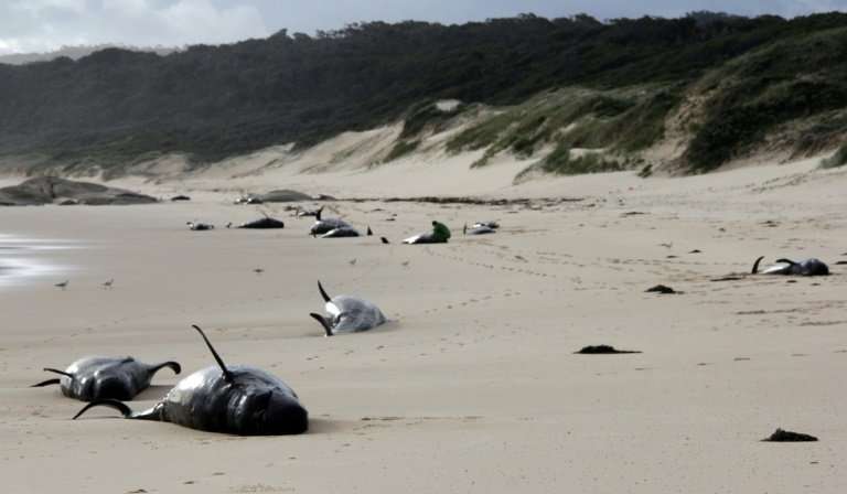 The mass whale stranding has baffled experts