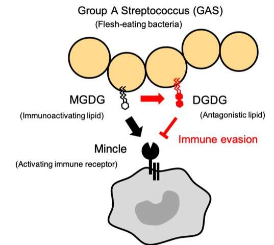 The Mincle receptor provides protective immunity against Group A Streptococcus