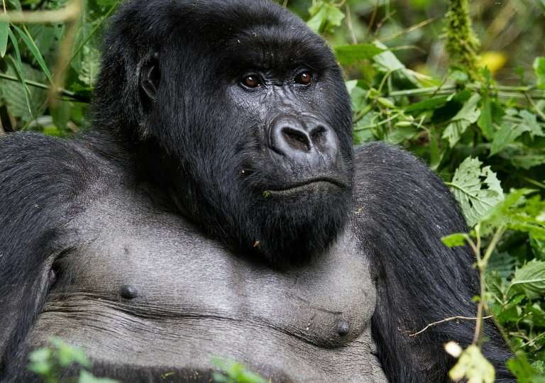 The mountain gorilla has been moved from the &quot;critically endangered&quot; category to &quot;endangered&quot;.