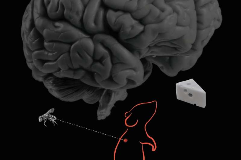 The mouse brain can prioritize hunger by suppressing pain when survival is at stake