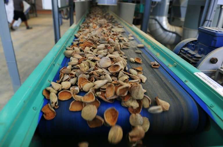 The new almond plantations will allow Spain to sell to factories 'huge lots of just one variety' of almonds