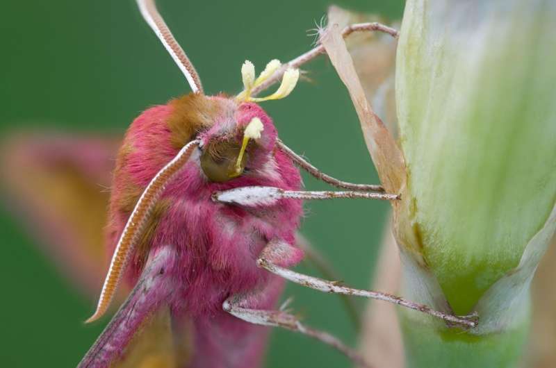 The nocturnal pollinators: Scientists reveal the secret life of moths