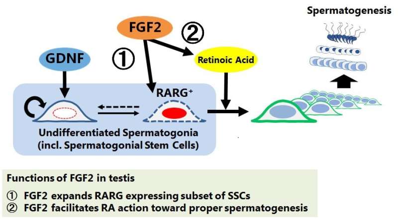 The novel function of self-renewal factor of spermatogonial stem cells is identified