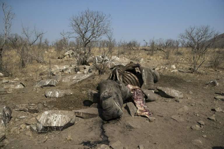 The number of rhinos killed in South Africa has mounted from 13 in 2007 to more than 1,000 annually